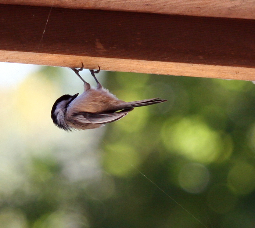 The Way Up Is&nbsp;Down